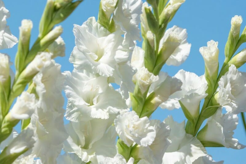 hvid gladiolus løg blomst