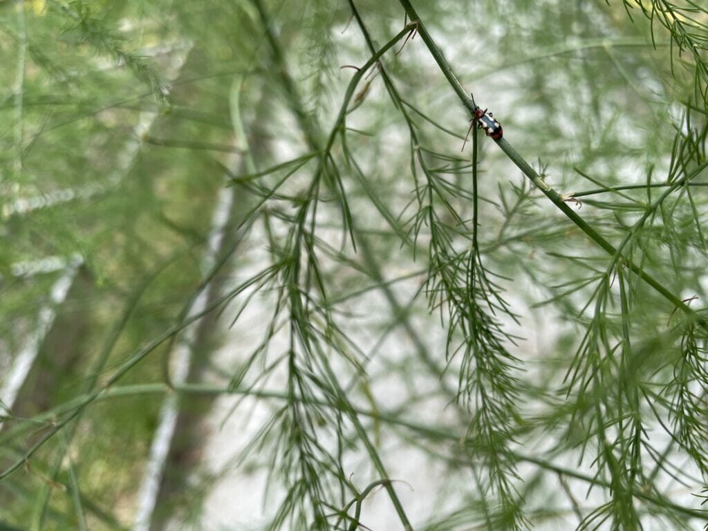 utøj i asparges skadedyr insekter