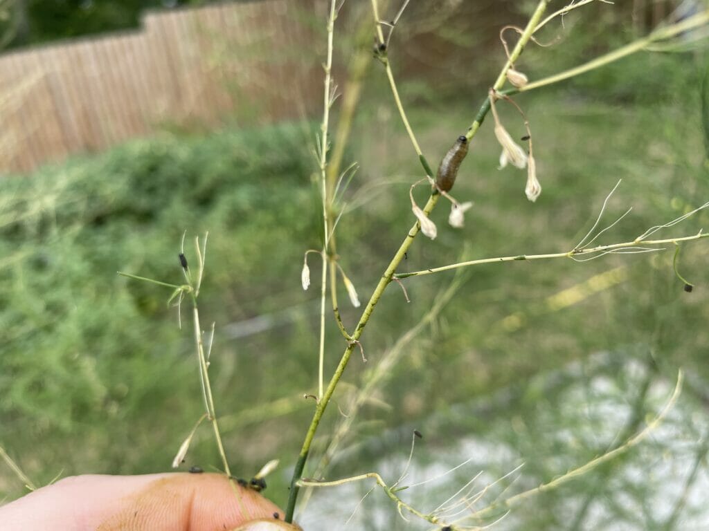 utøj i asparges skadedyr insekter