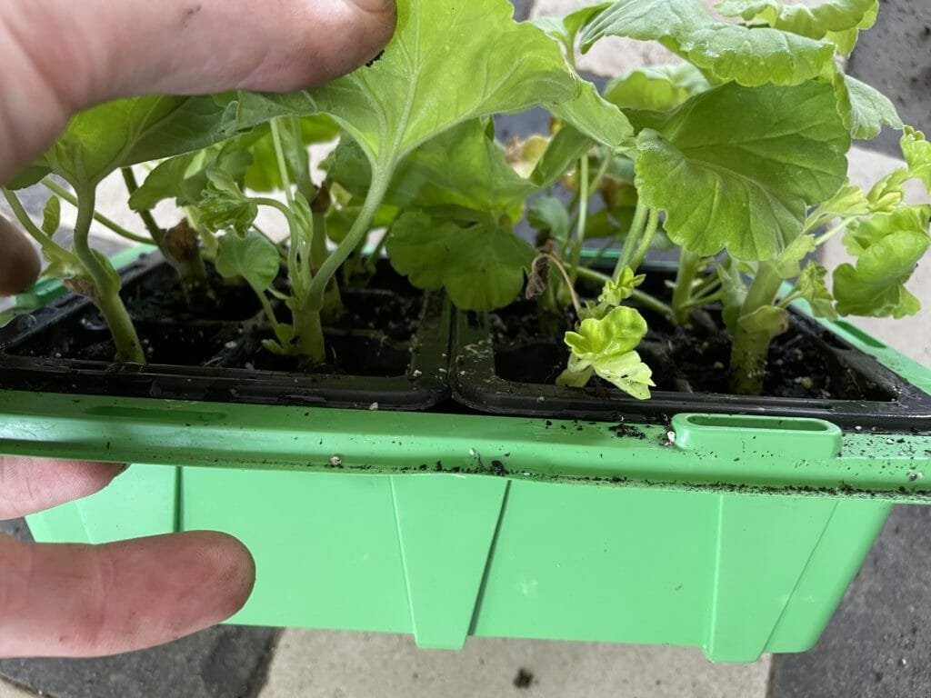 forspiring stikling pelargonie væksthus succes med stiklinger