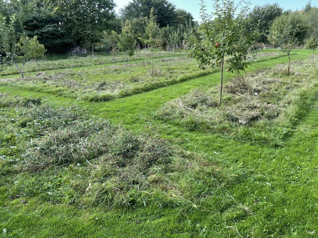 slåning af blomstereng vild have le pleje