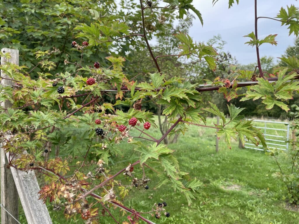 frugtbuske espalier opbinding bærbuske