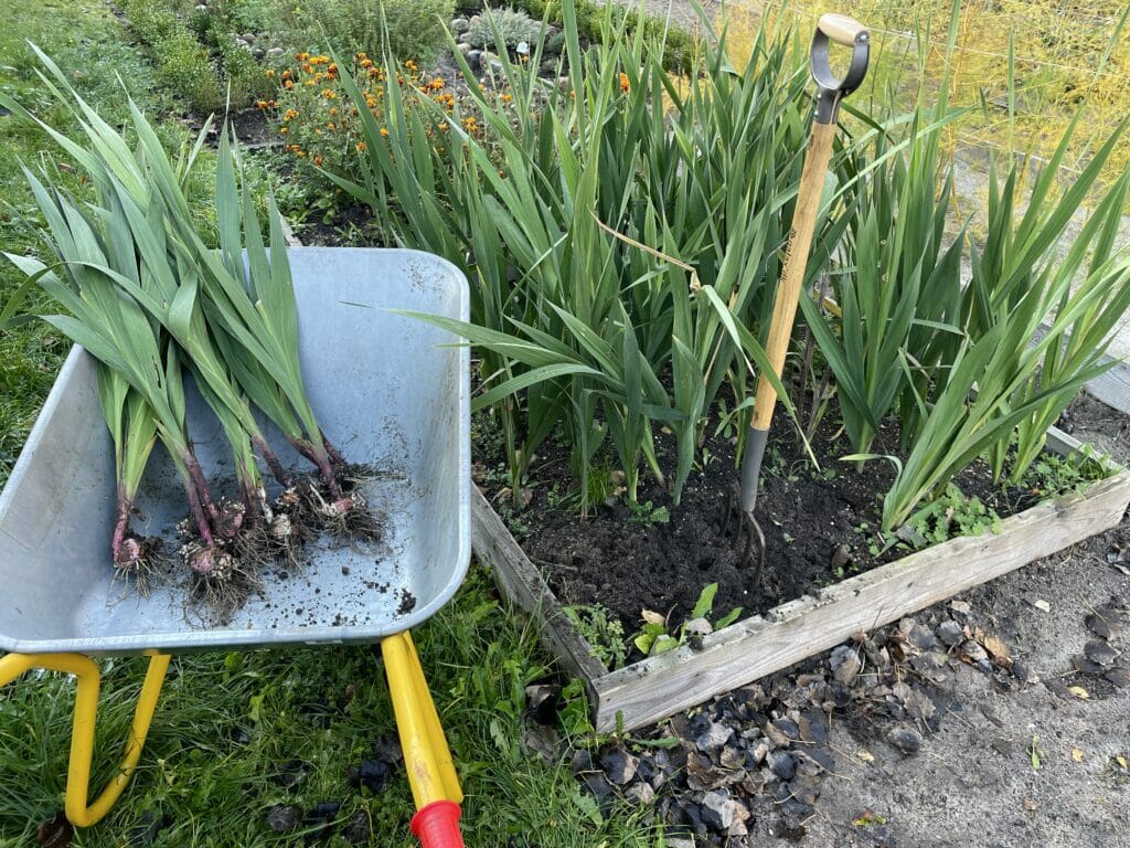 opgravning gladiolus overvintre overvintring gemme etårig