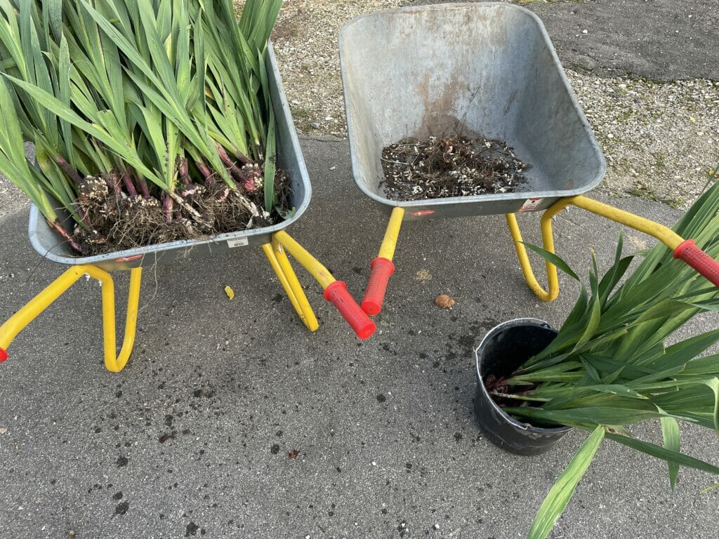 opgravning gladiolus overvintre overvintring gemme etårig