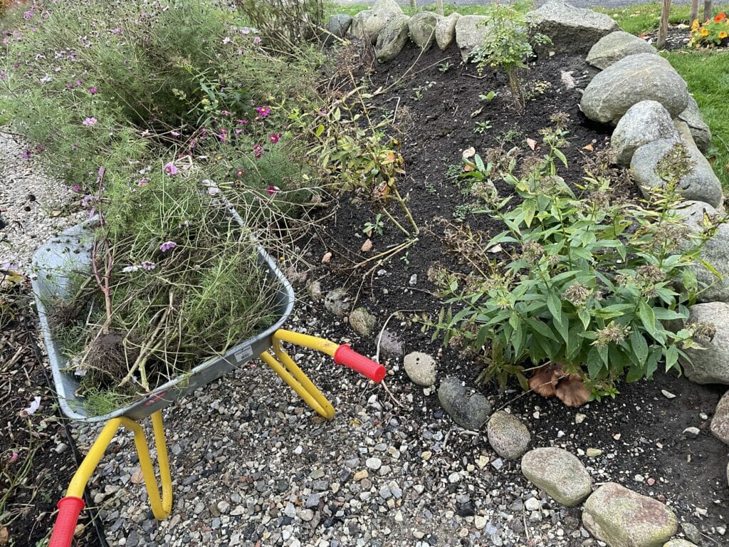 stoltkavaler etårig sommerblomst