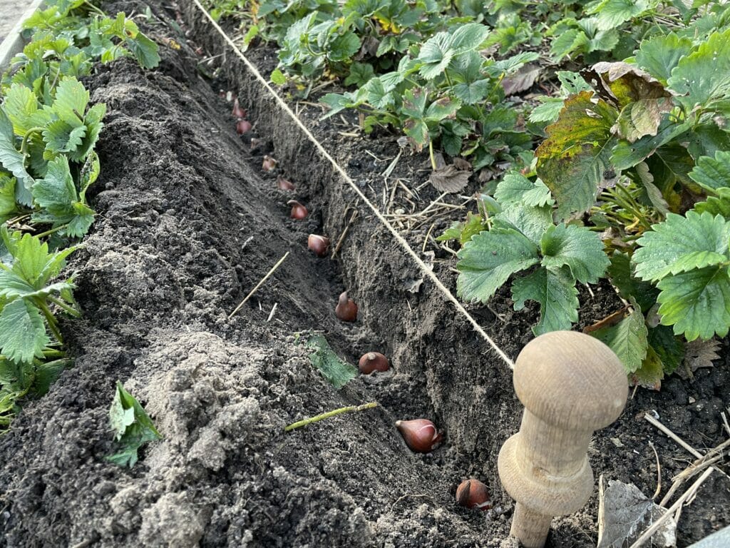 dyrkning af tulipaner til buketter buket snit lægning jordbær jordbærbed bed