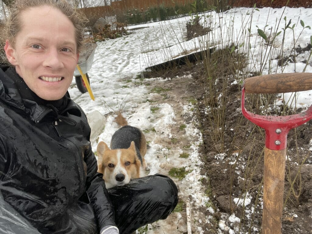 hæk plantning hækplantning liguster