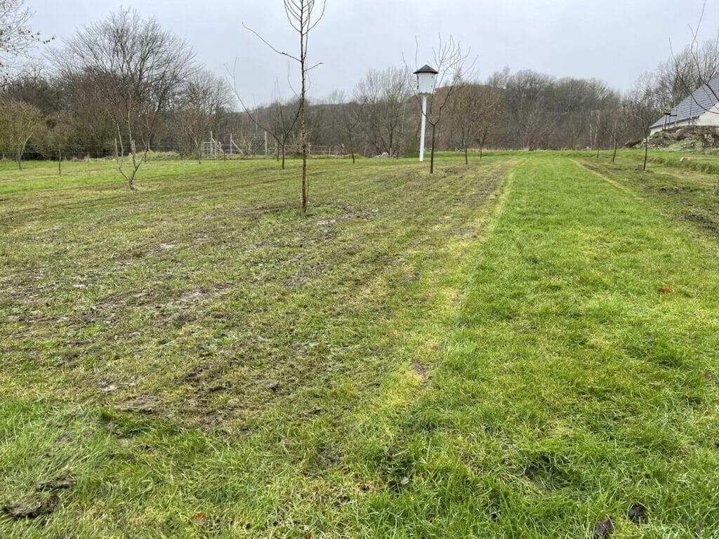 flerårig blomstereng vilde blomster eng vild pleje engpleje