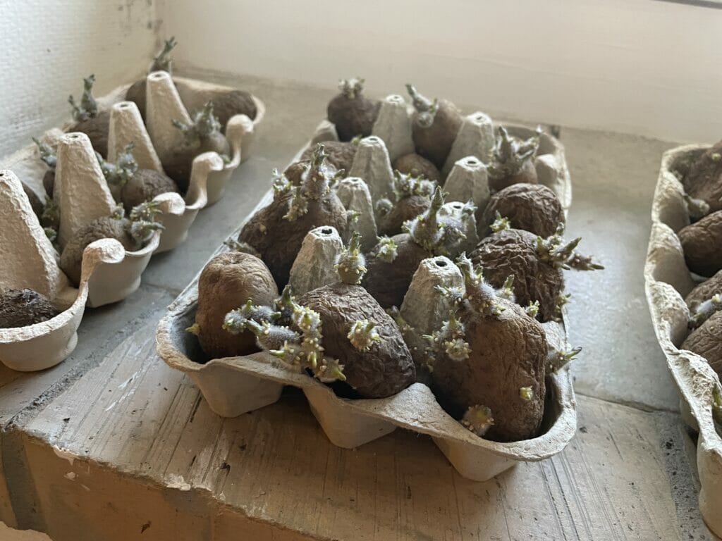 tidlige kartofler forspiring læggekartofler