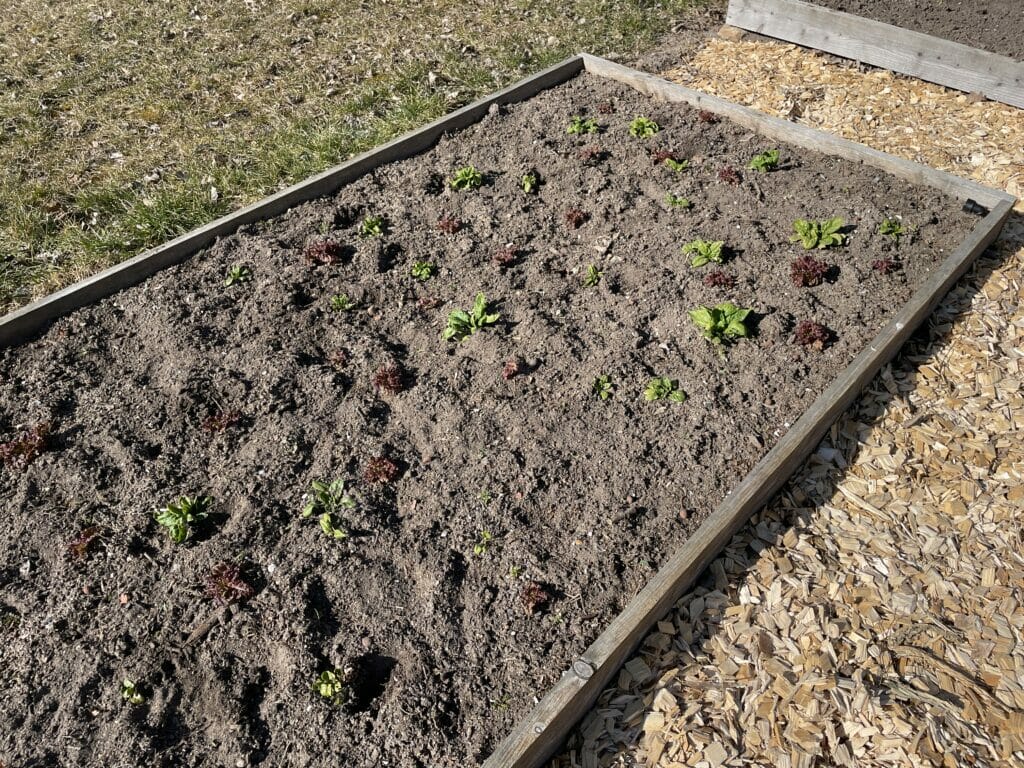 dyrkning af salat om vinteren vintersalat