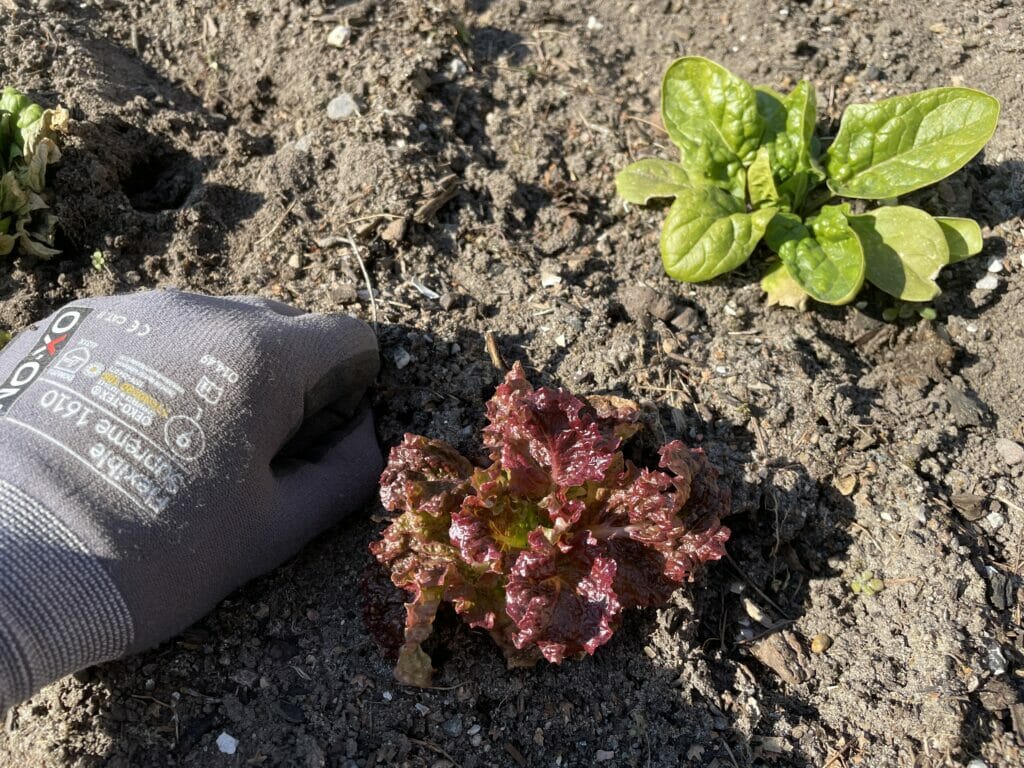 tidlig salat dyrkning forspiring såning vintersalat