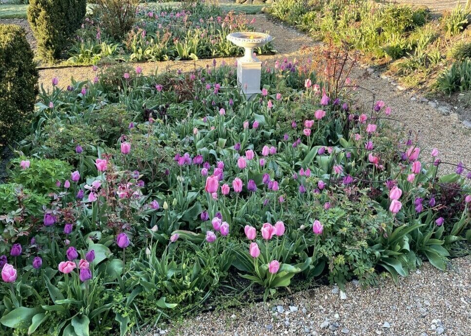pink tulipaner bed sikre tulipanløg tulipan