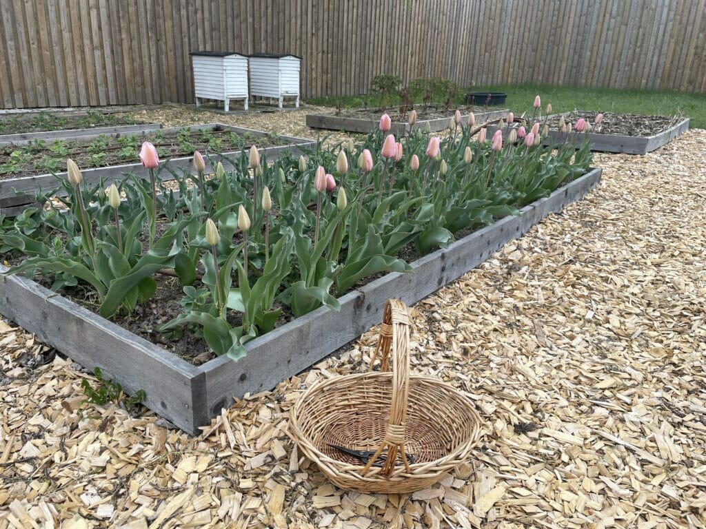 tulipaner som snitblomst buket buketter skærehave