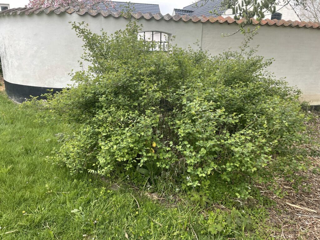 grønt buketter buket dyrkning grene