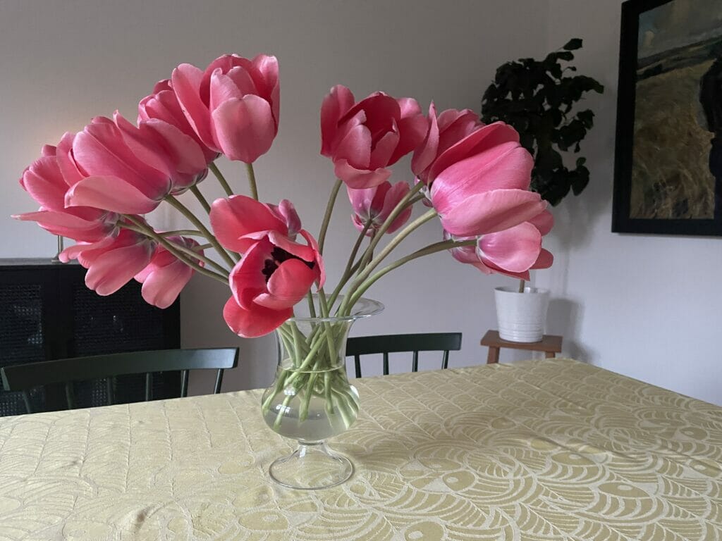tulipanbuket tulipan buket tulipanbuketter snitblomst dyrkning skærehave