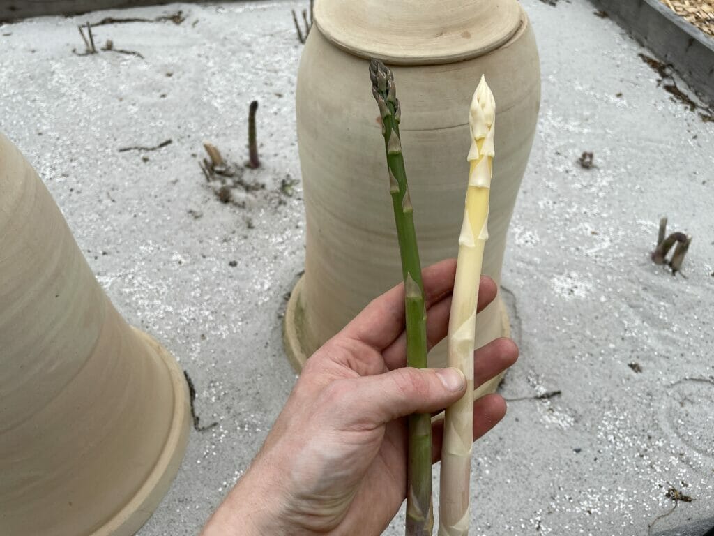 blegning asparges grønne hvide