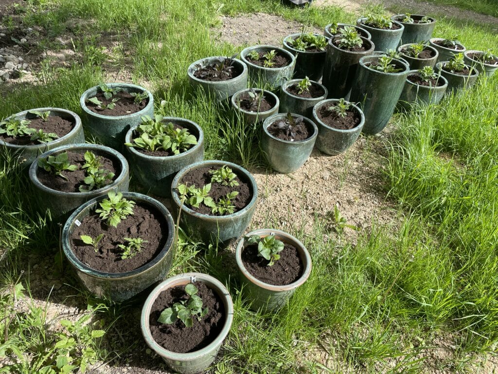 dahlia krukke krukker plantning jord