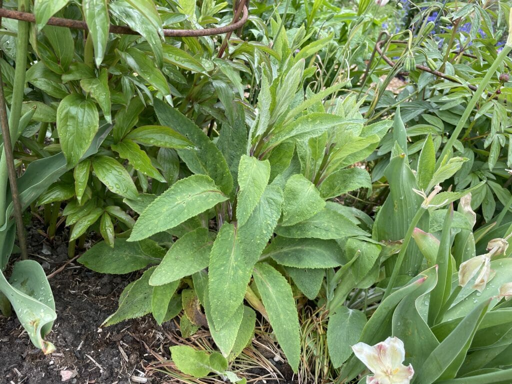 fingerbøl digitalis blomsterbed tulipaner pasning beskæring dyrkning vedligeholdelsesfrit anlæg haven