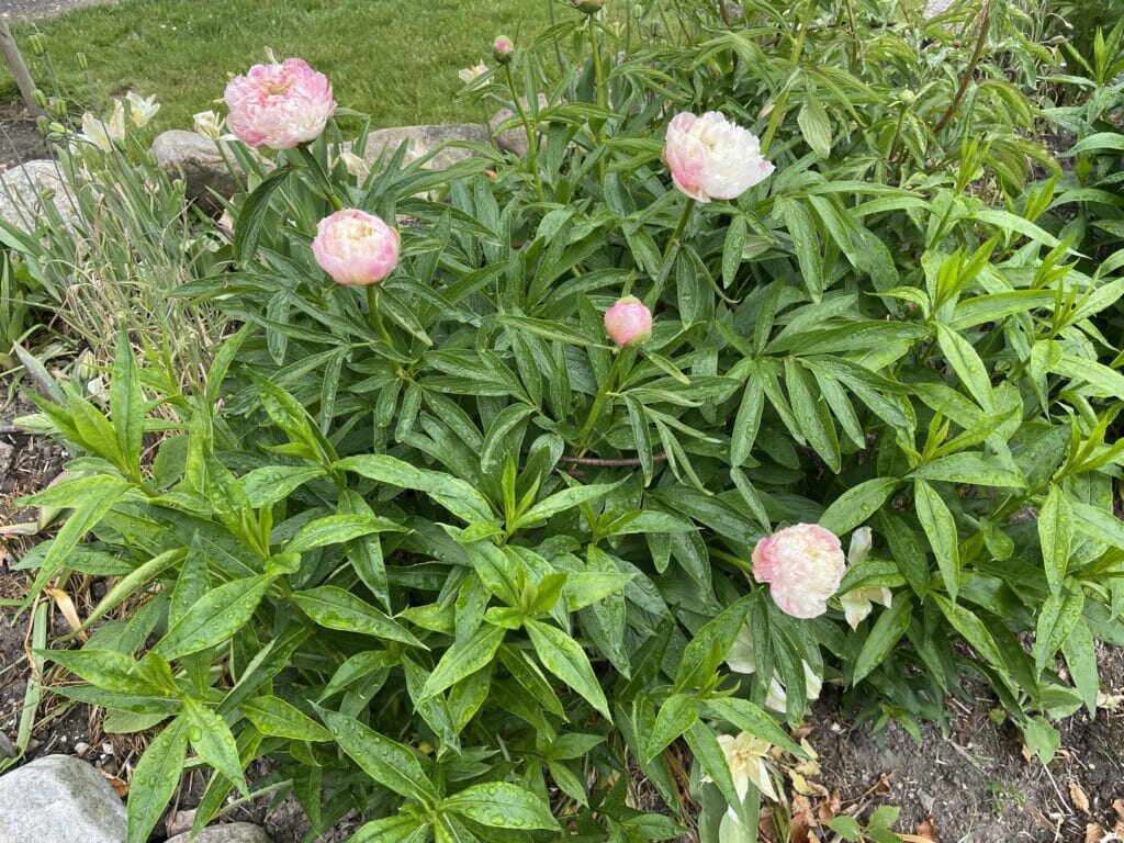 pæon pæoner silkepæoner blomsterbed tulipaner pasning beskæring dyrkning vedligeholdelsesfrit anlæg haven