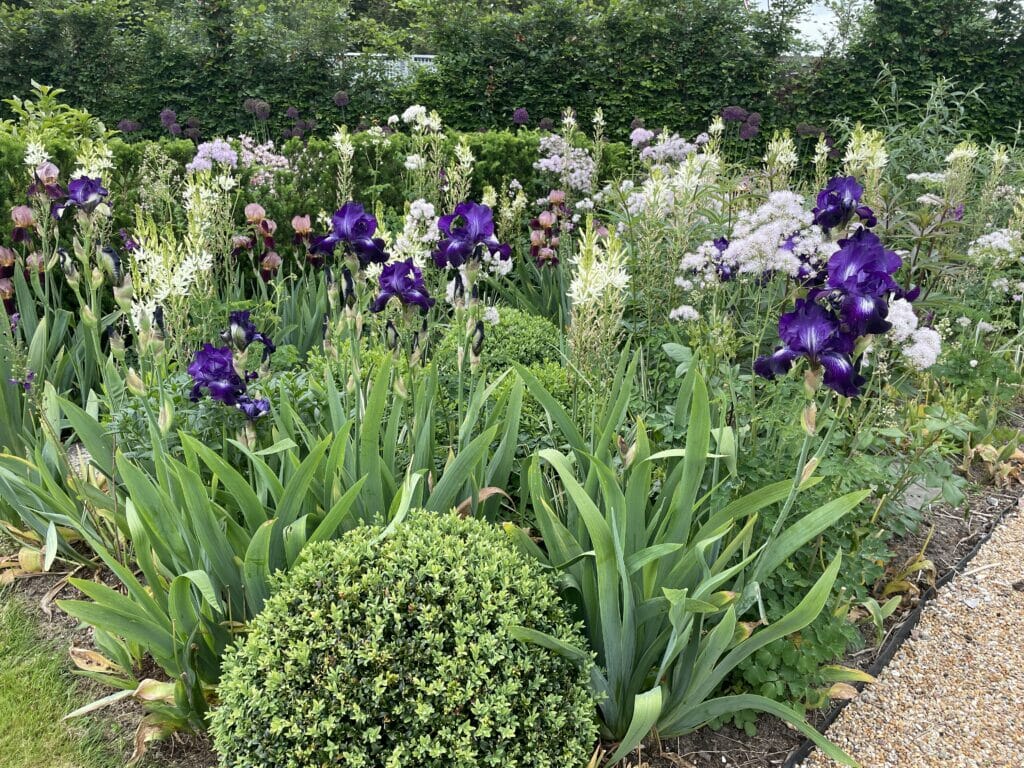 iris blomster haveiris germania bed