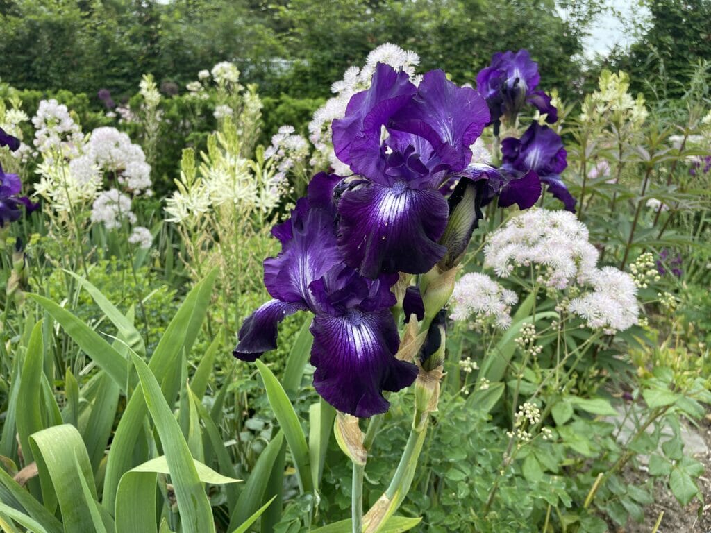 iris germanica haveiris