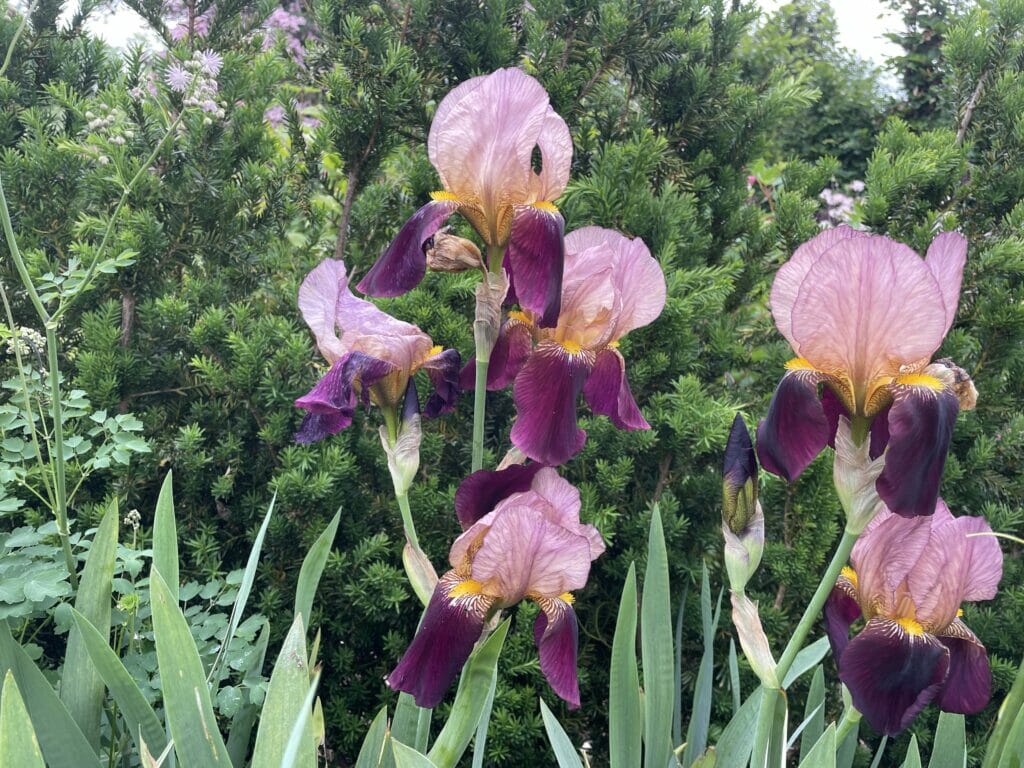 iris germanica haveiris