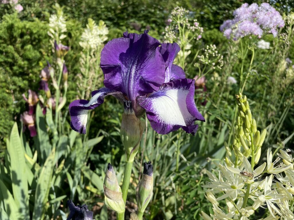 iris germanica haveiris