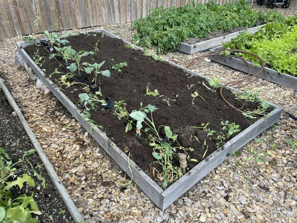 udplantning af kål dyrkning ærter tidlige ærtehøst grønkål palmekål rødkål blomkål