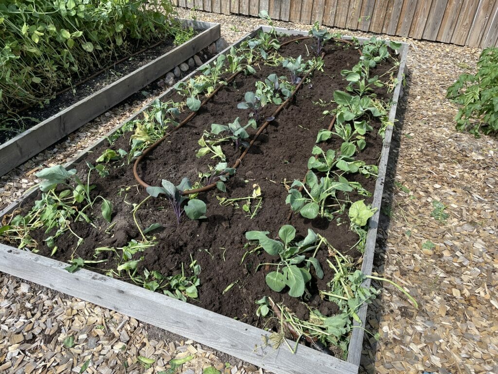 udplantning af kål dyrkning ærter tidlige ærtehøst grønkål palmekål rødkål blomkål