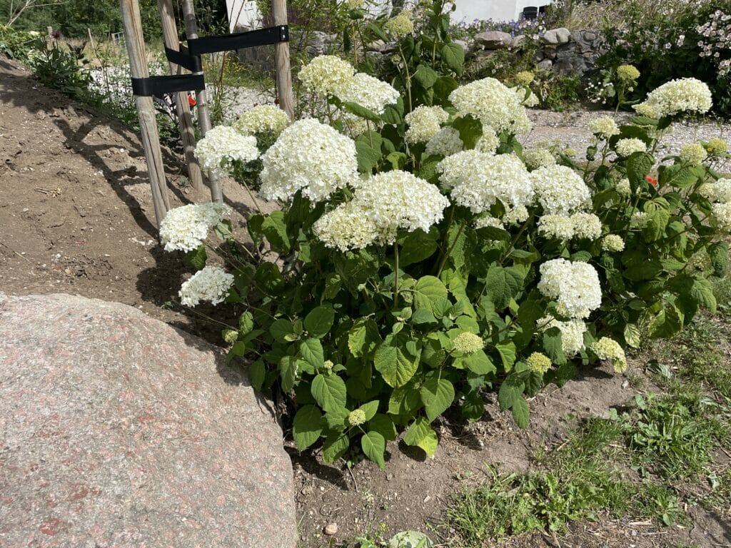 hvid hortensia annabell