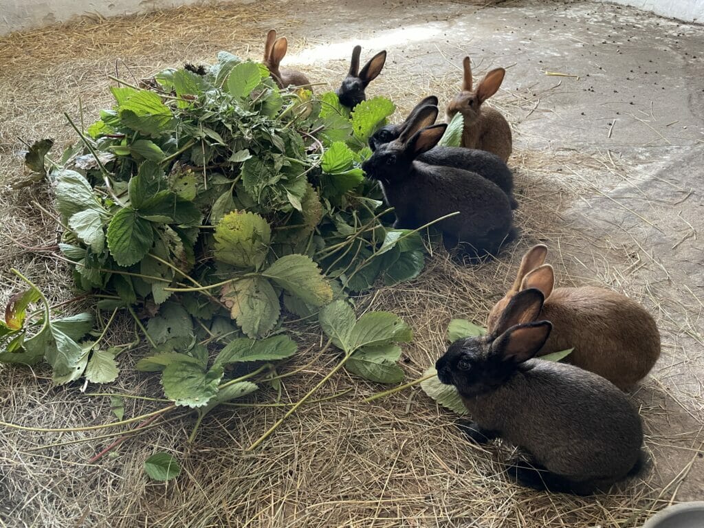 kaninunger haveaffald grønt