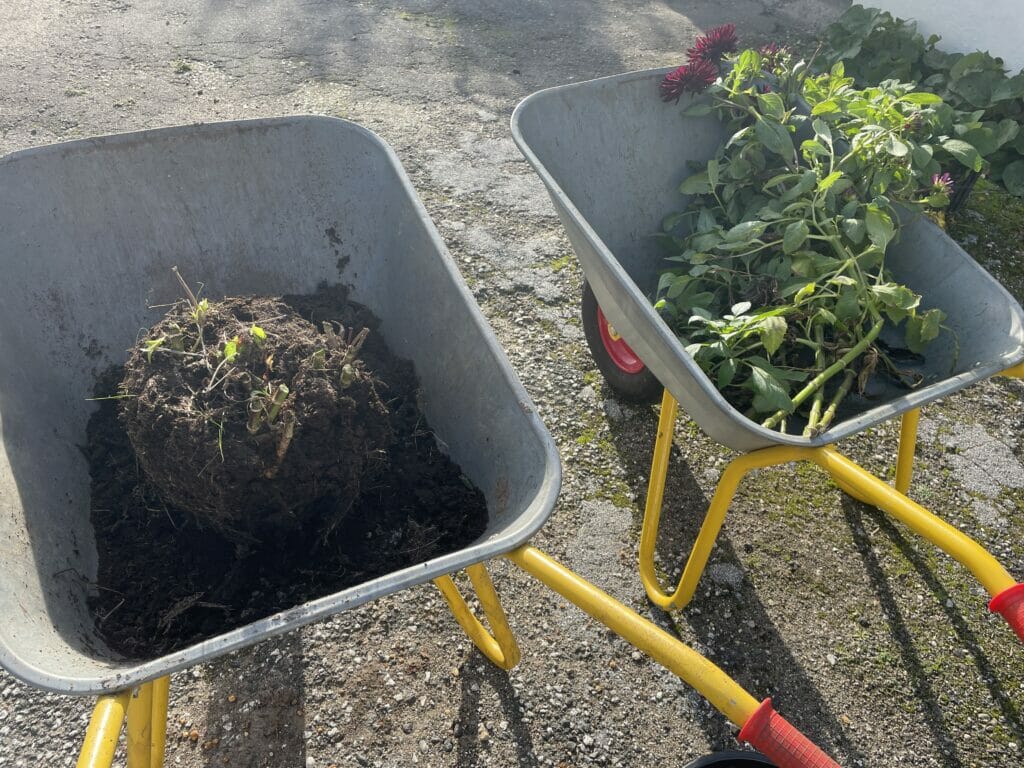rengøring opgravning dahlia knolde hvordan opbevarer man dahlia knolde
