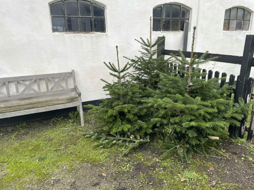 jul i haven juletræer nordmansgran