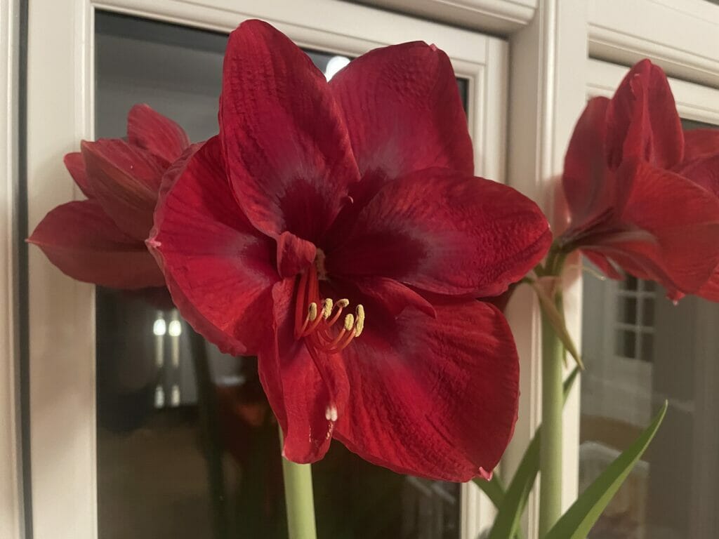 amaryllis