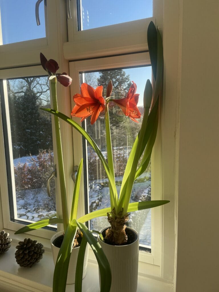 Få Amaryllis til at blomstre igen jul blomst