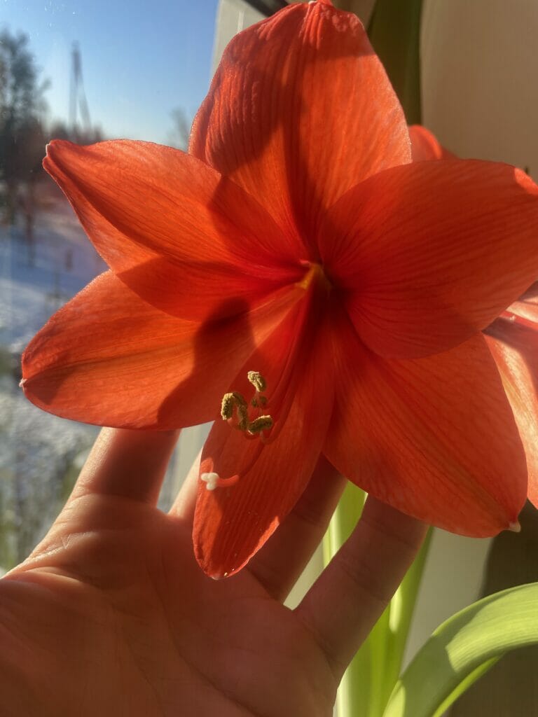 amaryllis