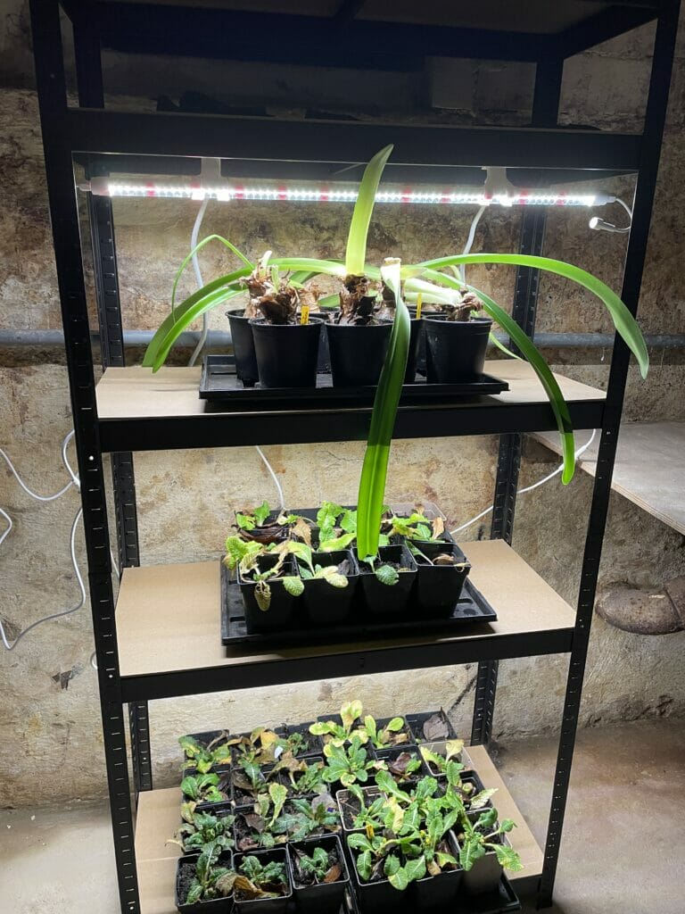 vækstlys til planter lys forspiring dyrkning bedste billig hvidt lys