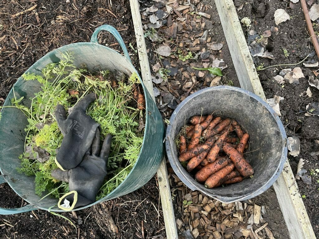 hvordan gemmer man gulerødder vinteropbevaring gemme gemmes opbevaring vinter