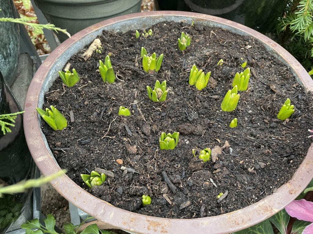 forårsløg i krukker hyacinther