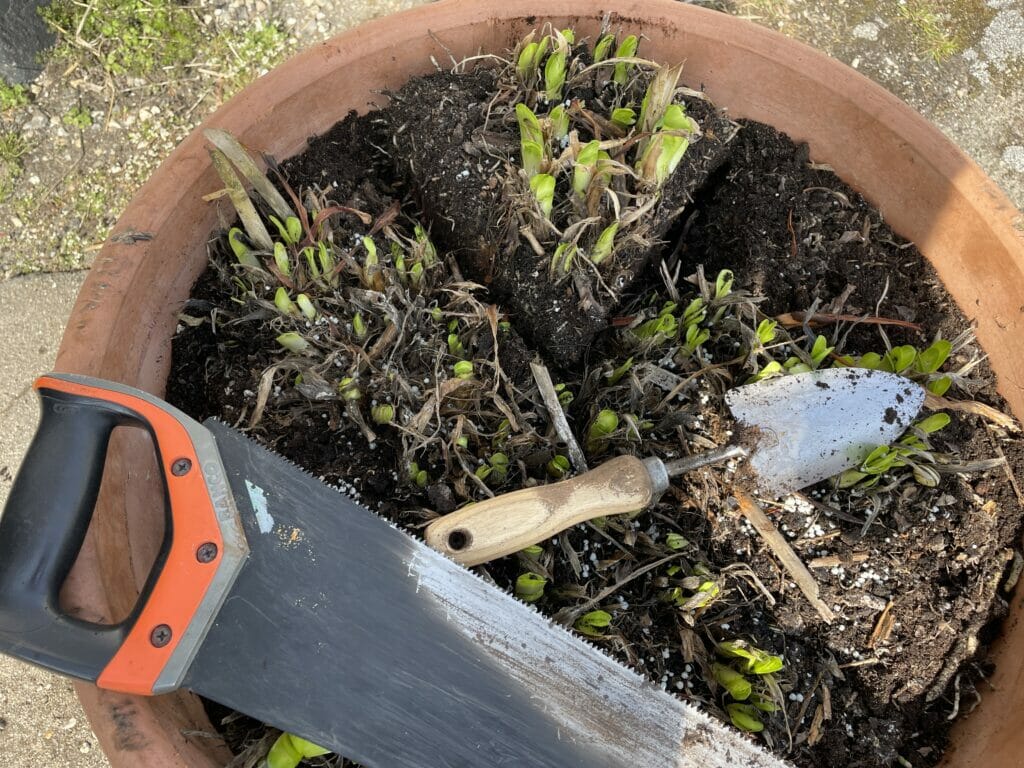 hvornår deler man en skærmlilje deling formering agapanthus afrikansklilje affrikansk lilje skærm hvordan