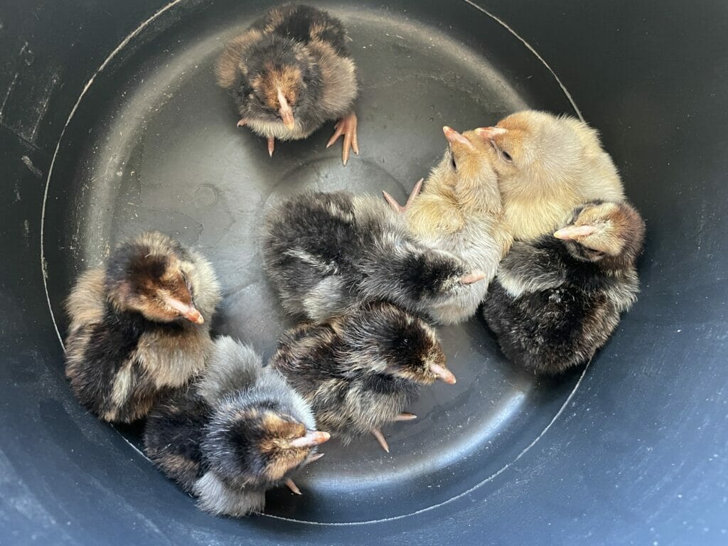 udrugning af kyllinger rugemaskine rugeæg befrugtede æg