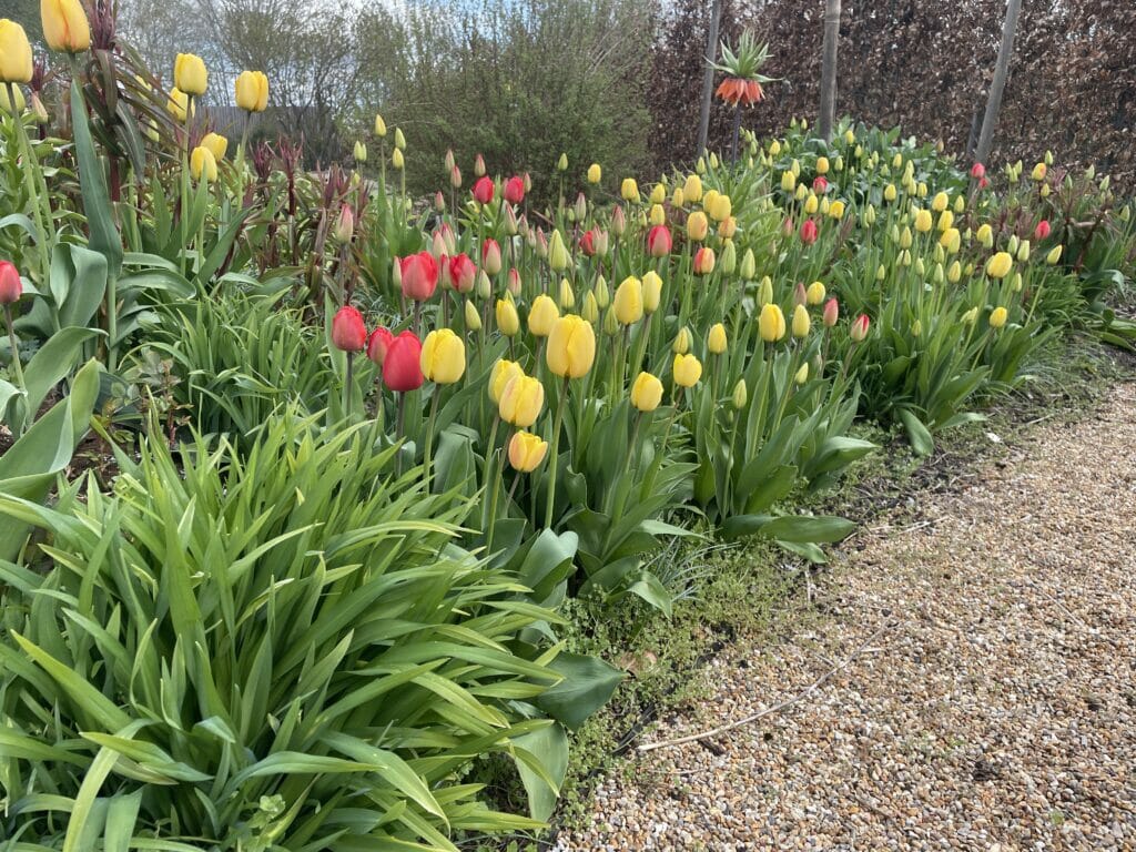 smukke tulipaner haven tulipanbed tulipanløg tulipan