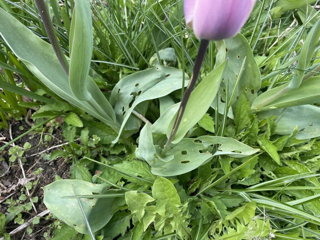 huller i tulipan blade hvad spiser mine tulipaner tulipanløg