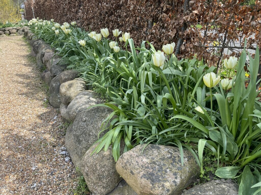 smukke tulipaner haven tulipanbed tulipanløg tulipan