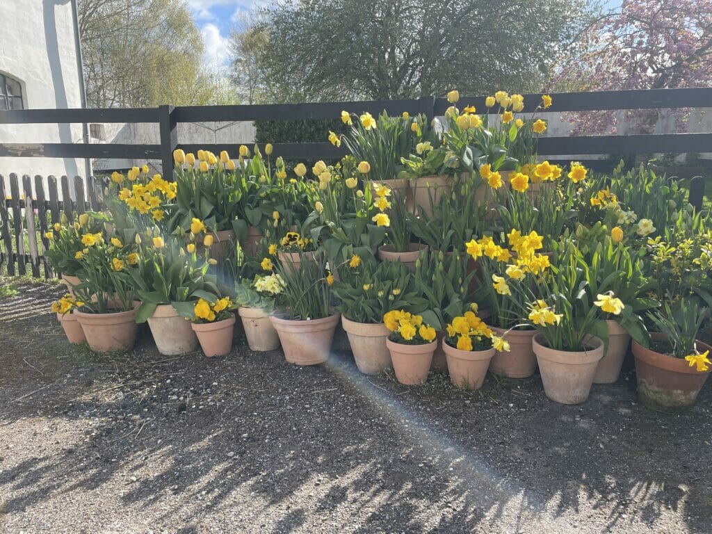 smukke tulipaner krukker tulipanløg tulipan