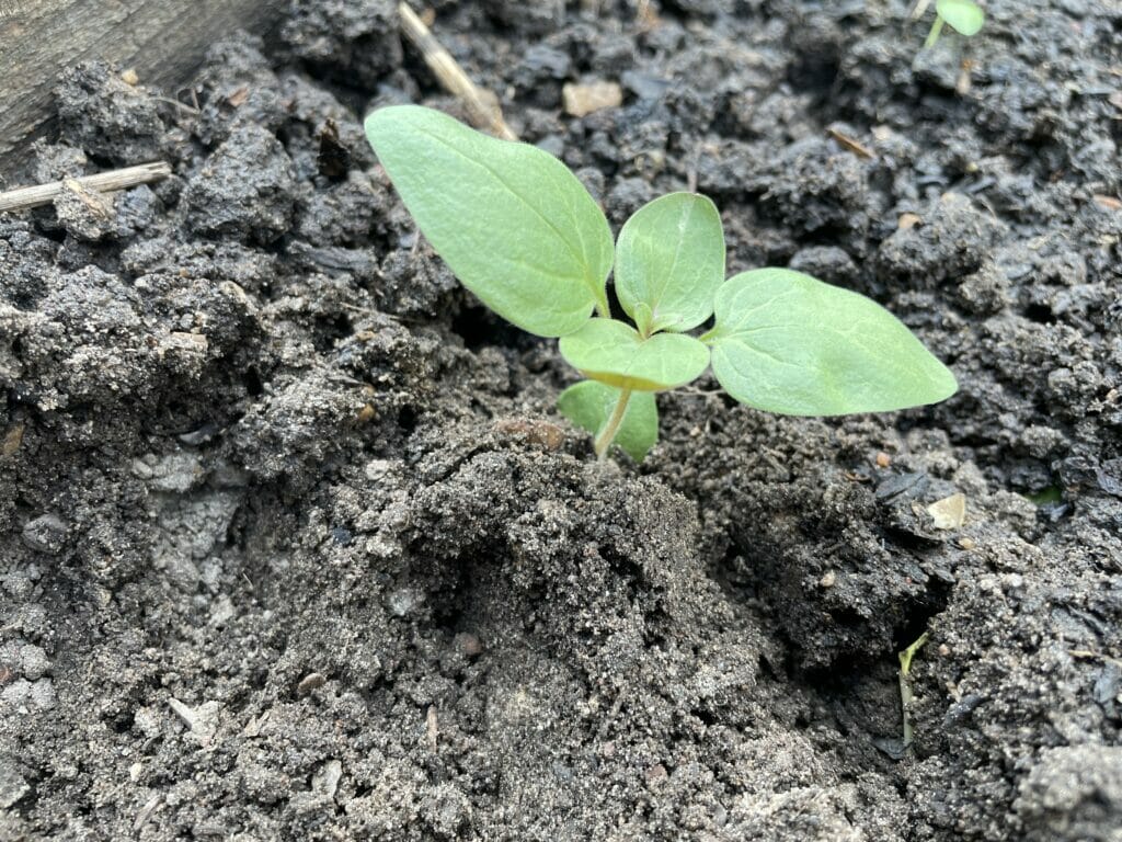 forspiring plante såning dyrkning løvemund plantning Antirrhinum