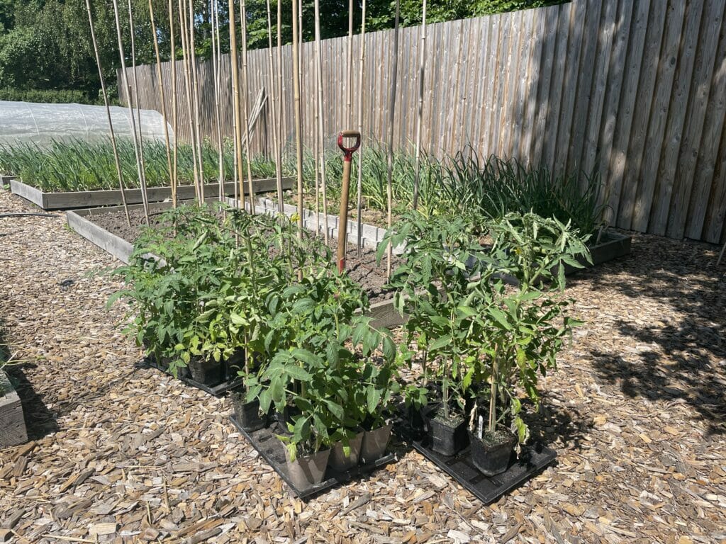 hvornår planter man tomatplanter på friland frilandstomater dyrkning tomater planter tomat
