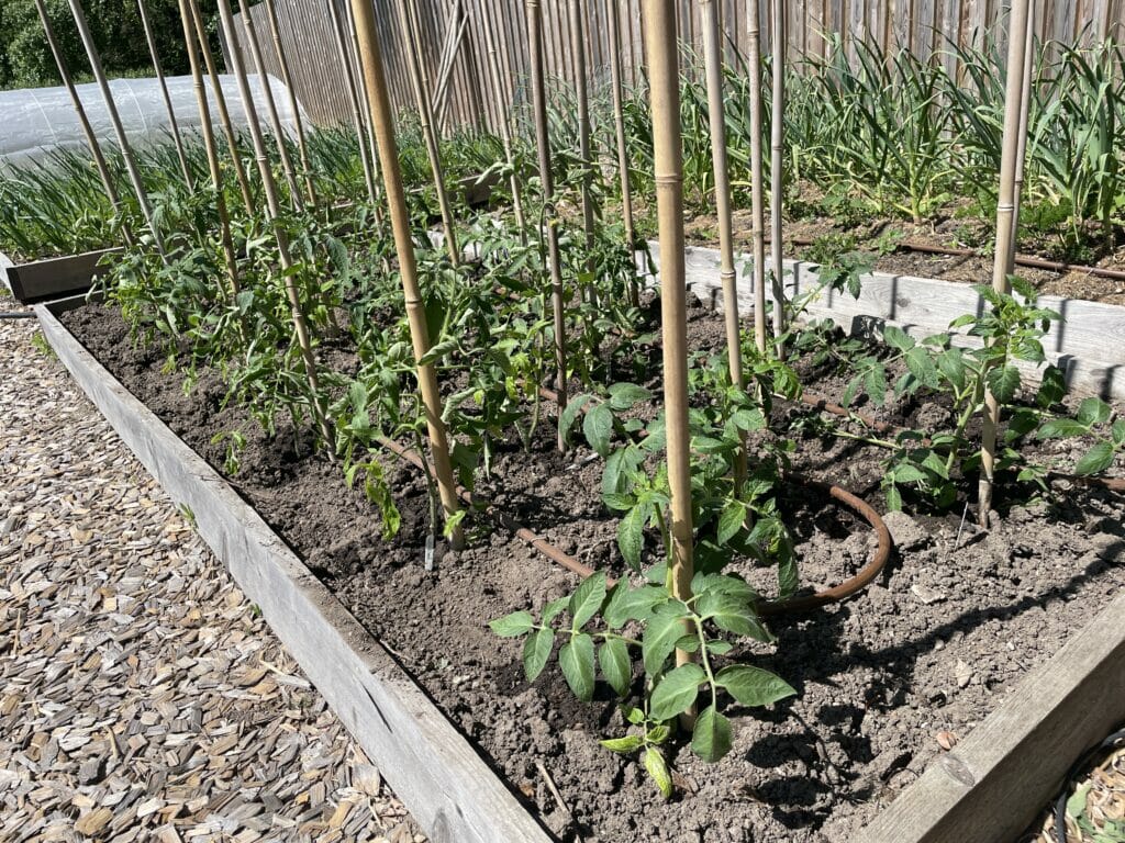 hvornår planter man tomatplanter på friland frilandstomater dyrkning tomater planter tomat