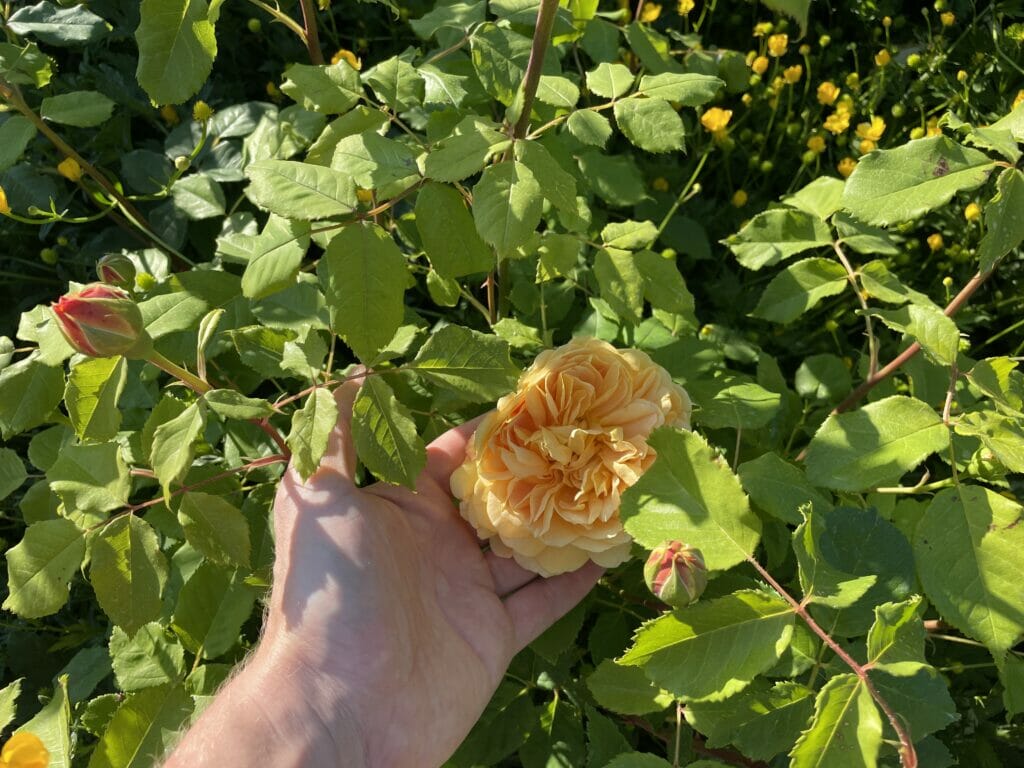 dyrkning flotte roser pasning guide