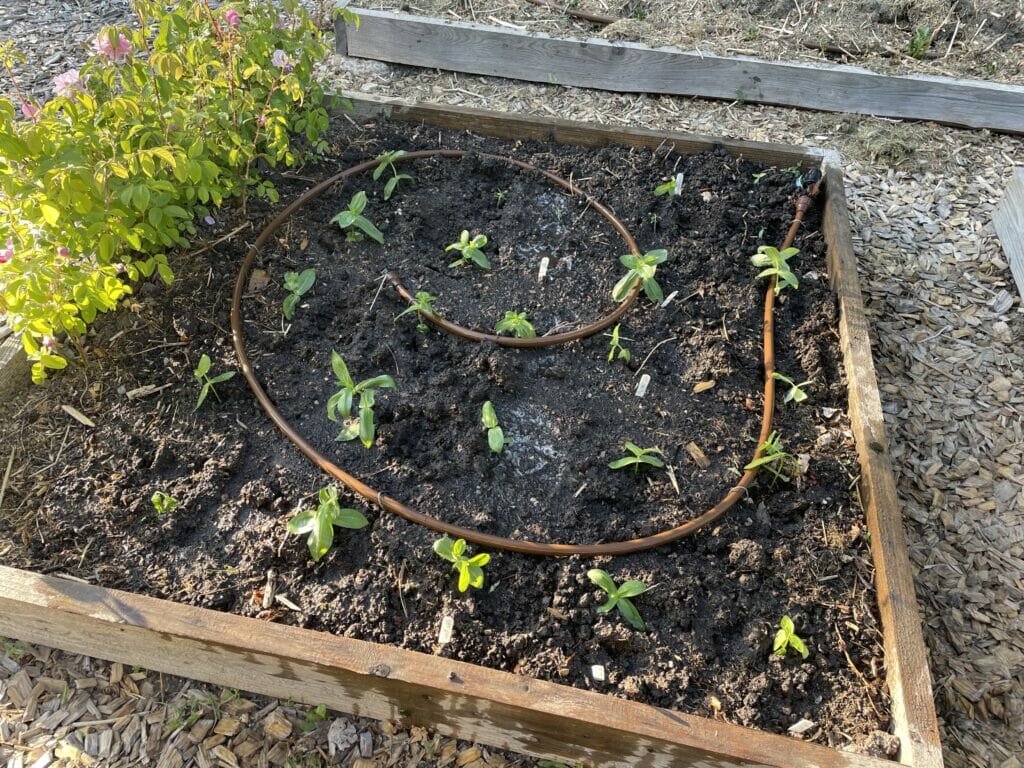 Zinnia udplantning hvornår kan man plante frøkenhat ud dyrkning såning forspiring